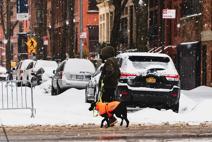 someone walks their dog on a snowy NYC street